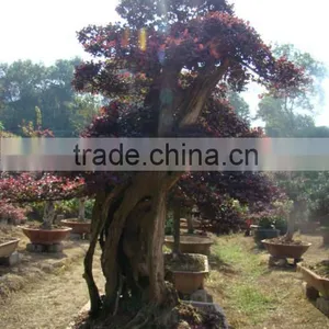 Red Flower Loropetalum Chinense for Ornamental Outdoor Landscaping Beautiful Bonsai Plants thumbnail-3
