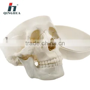 Model of Adult Skull thumbnail-2