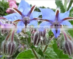 GMP Popular Product Borage Seed Oil for Skin thumbnail-2