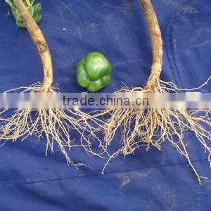 Seaweed Drip Fertilizer thumbnail-1