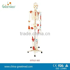 180cm 85cm Pvc Medical Human Skeleton Model thumbnail-1