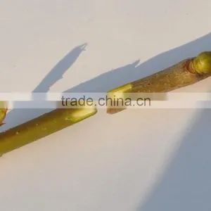 Grafting Tool Grafting Knife Garden Tool thumbnail-2