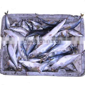 Seafrozen Pacific Mackerel Scomber Japonicus thumbnail-3