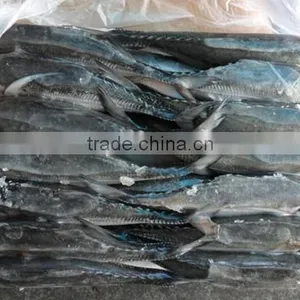Frozen Hard Tail Scad 60/80 per Carton From China thumbnail-3