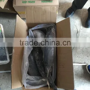 Frozen Bonito Sarda Sarda 750-1000G thumbnail-5