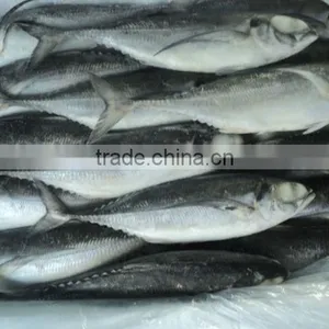 Frozen Horse Mackerel thumbnail-1