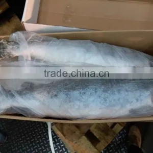 Atlantic Salmon thumbnail-4