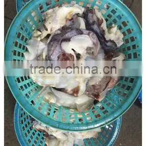 Frozen Giant Peru Fillet Squid Neck Size 500+ on Sale thumbnail-3