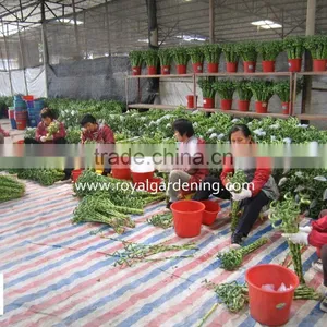 Home Decoration Ornamental Plants Spiral Lucky Bamboo thumbnail-3