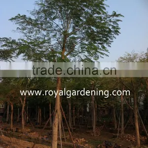 Delonix Regia Live Trees for Landscaping thumbnail-1