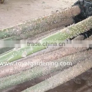 Chorisia Speciosa Tropical Trees thumbnail-3