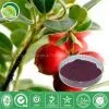 Cranberry Juice Powder thumbnail-1