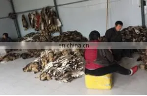 Factory Wholesale High Quality Cheap Price Raccoon Skins Raccoon Trimming thumbnail-4