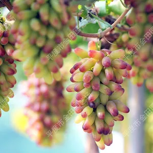 Eastern Finger Grape Seedlings Grape Vines thumbnail-1