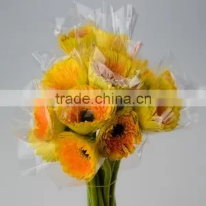 Fresh Champagne Flowers of Gerbera thumbnail-1