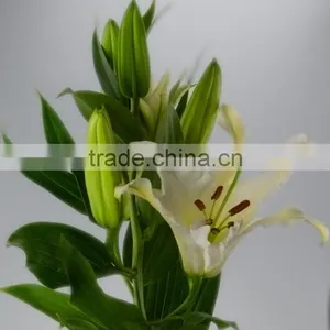 Best Quality Siberia Long Stem White Color Lily thumbnail-1