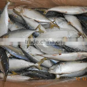 Indian Mackerel AA thumbnail-4