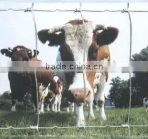 Electric Fence for Cattle thumbnail-5