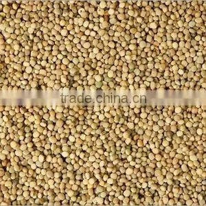 Guar Seeds thumbnail-3