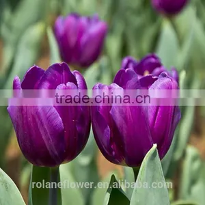 the Elegent High Quality Tulip Flower for Wholesale thumbnail-2