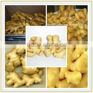 Dry Ginger /dried Ginger / Fresh Ginger thumbnail-1