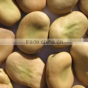 Gansu Broad Beans thumbnail-1