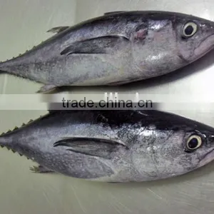 Frozen Big Eye Tuna Fish Export thumbnail-1