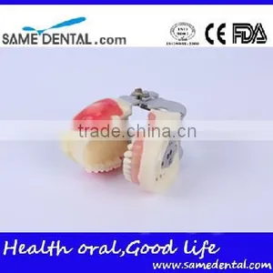 Abscess and Tooth Preparation Model School Teaching Demonstration thumbnail-4