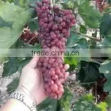 Fresh Red Grape thumbnail-5