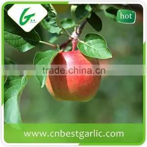 Big Fresh Fuji Apple With Best Price thumbnail-2