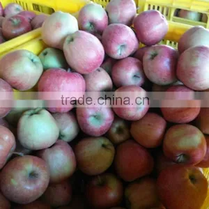 Chinese Red Star Apple thumbnail-3