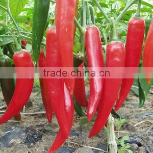 Hot Sale Hybrid High Yield Chili Pepper Seeds-XY 158 thumbnail-4