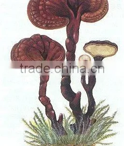 High Quality Ganoderma Lucidum P.E/ Reishi P.E/Reishi Mushroom P.E Polysaccharide And Triterpene thumbnail-3