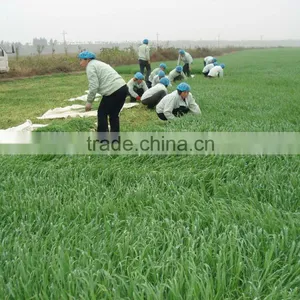 2015 Barley Grass Powder(hordeum Vulgare) thumbnail-2