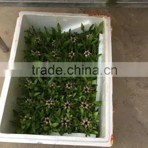 Dracaena Sanderiana Sander thumbnail-1