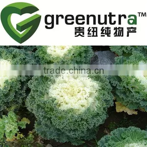 Kale Extract thumbnail-1