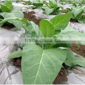 LDPE Agriculture Covering Film thumbnail-1
