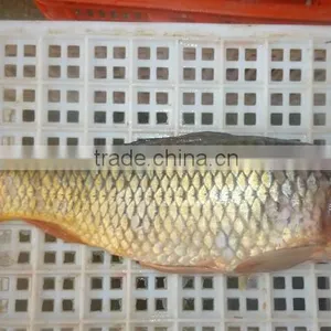 Frozen Carp thumbnail-1