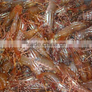 Live Spot Prawn thumbnail-1