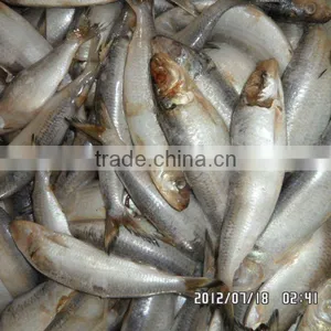 High Quality Sardines in Can Canned Sardines in Brine 155g*50 Chines Origin High Quality thumbnail-1