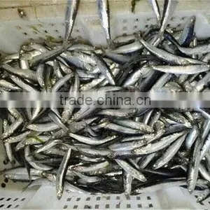 Frozen Whole Round Anchovy for Sale thumbnail-6