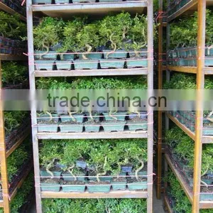 Chinese Bonsai Zelkova 20cm Art thumbnail-3