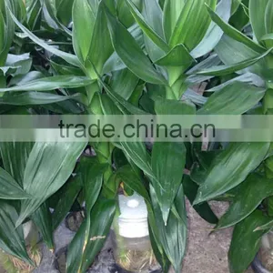 Lucky Bamboo Dracaena Sanderiana Lotus Bamboo thumbnail-1