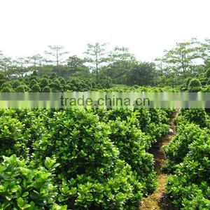 Ficus Microcarpa Big Farm thumbnail-1