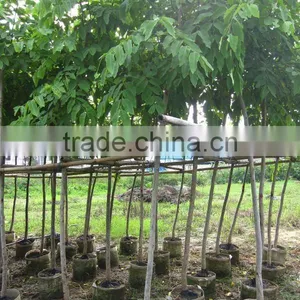 Cassia Fistula Outdoor Tropical Trees thumbnail-1