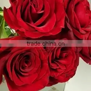Gift Best-Selling Black Magic Red Fresh Cut Rose Flower thumbnail-2