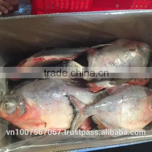 FROZEN RED POMFRET thumbnail-1