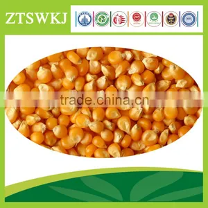 Maize Corn Variety and Grain Type Yellow Maize for Poultry Feed thumbnail-2
