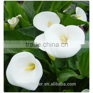 High Quality Fresh Cut Flower White Calla Lily to Express Global thumbnail-4