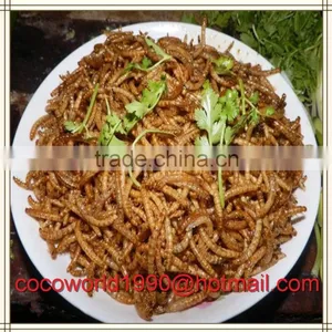 Birds That Eat Mealworms/what to Feed Meal Worms/crickets and Mealworms for Sale thumbnail-2